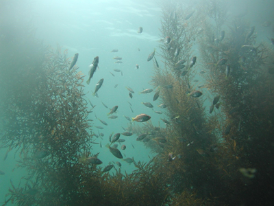 緩傾斜石積護岸の採用